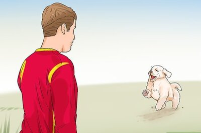 How to Exercise Your Puppy