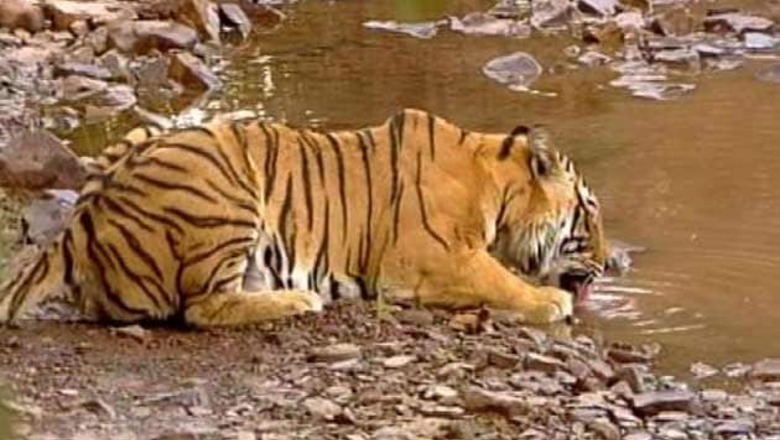 Tigress found dead in Kaziranga
