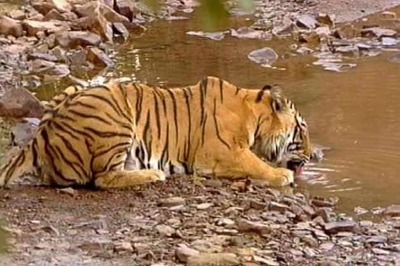 Tigress found dead in Kaziranga