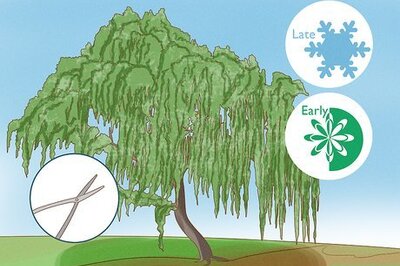 How to Prune a Weeping Willow Tree