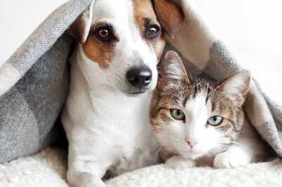 National Pet Day 2022: Date, History, Significance and Quotes