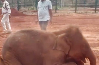 Watch: Holi Comes Early For This Baby Elephant