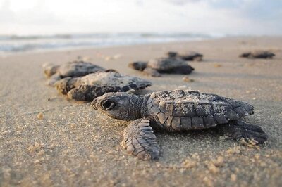 All You Need to Know About World Turtle Day 2020