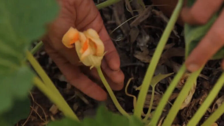 How to Pollinate Flowers