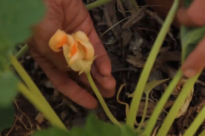 How to Pollinate Flowers