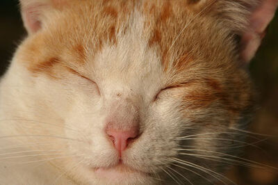 How to Relax Like a Cat