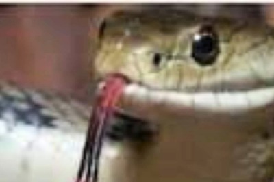 Cobra as Murder Weapon, $5 Mn Insurance & A Covid Angle: Maha Man Kills Destitute to Fake Death, Held