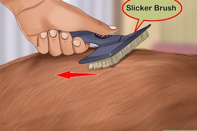 How to Groom a Border Terrier