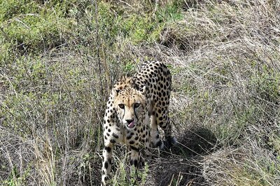 One More Namibian Cheetah Dies At MP’s Kuno National Park, 10th Death Since Project Revival