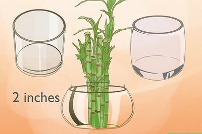 How to Make Your Lucky Bamboo Houseplant Thrive
