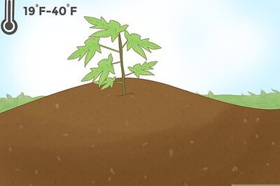 How to Grow Papaya