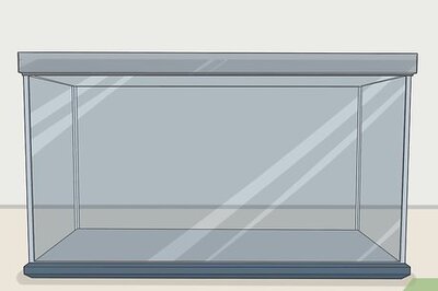 How to Care for Fire Belly Newts