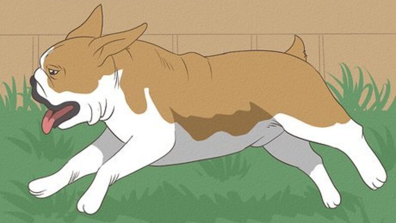 How to Exercise an English Bulldog