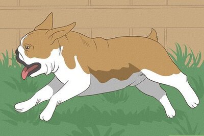 How to Exercise an English Bulldog