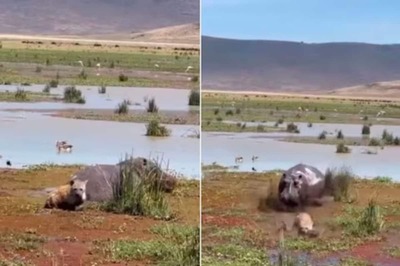 Viral Video Captures Hippo Charging At Hyena In A Frightening Encounter