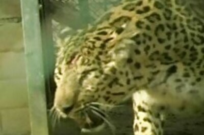 Shoot-at-sight orders for man eater leopard