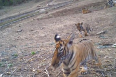 'From 0 To 40 Tigers': IFS Parveen Kaswan Celebrates Sariska Reserve’s Conservation Triumph