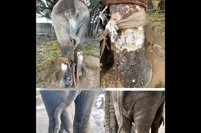 Vantara Success Story: Elephant Motiprasad's Remarkable Recovery from Severe Leg Wounds