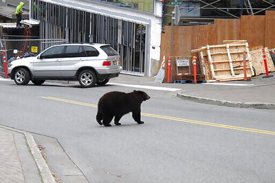 More Young Bears, Less Food Send Them To Juneau’s Garbage