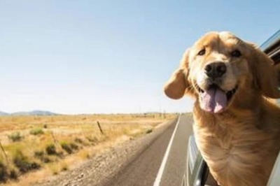 Want To Take Your Dog For A Staycation? Here Is How You Can Plan It