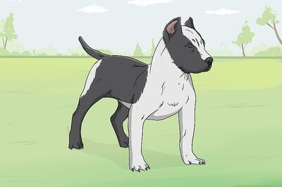 How to Identify a Pitbull
