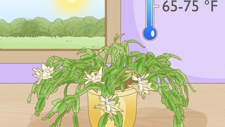 How to Care for a Christmas Cactus