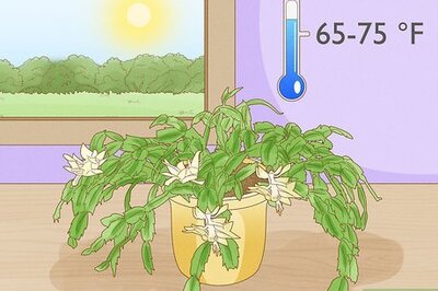 How to Care for a Christmas Cactus