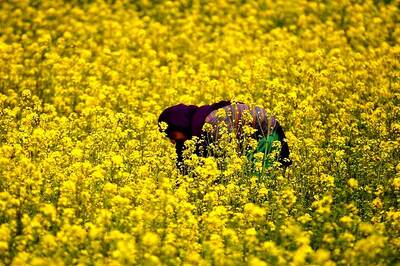 Govt Panel Clears Use of India's First GM Crop But Hurdles Remain: Sources