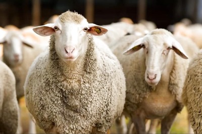 15 Sheep Join France School After Parents Fear Shutdown Due to Falling Pupil Numbers
