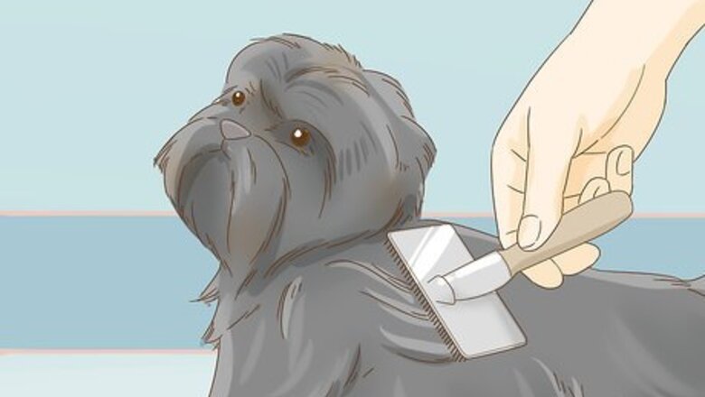 How to Groom an Affenpinscher