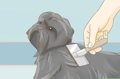 How to Groom an Affenpinscher