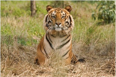 Red Alert in All Rajasthan Sanctuaries to Nab Hunters as Tiger Spotted with Wire Around Neck