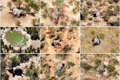 356 Elephants Dropped Dead. Did This Bacteria Poison Them?