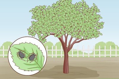 How to Deal with Cherry Tree Pests