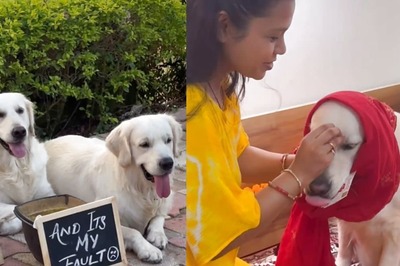 Internet In Awe As Pet Parents Organise Baby Shower Of Doggo Couple