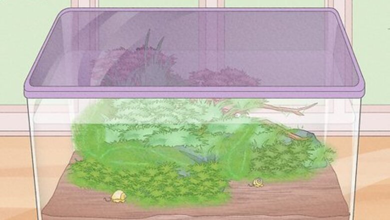 How to Make a Closed Aquatic Ecosystem