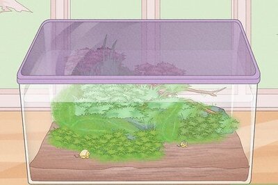 How to Make a Closed Aquatic Ecosystem