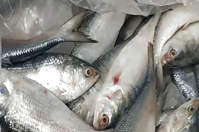Bangladesh Revokes Hilsa Export Ban, Approves 3,000 Tonne Shipment To India Ahead of Durga Puja