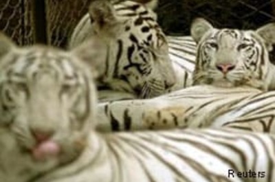 Wildlife law adds to woes of tigers