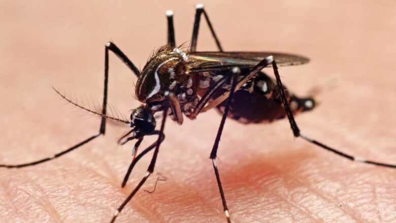 Zika Virus Case Found in Mumbai; 79-Year-Old Patient Now Fully Recovered: Civic Body