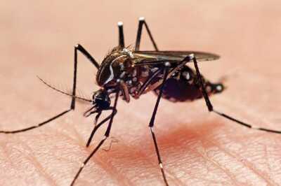 Zika Virus Case Found in Mumbai; 79-Year-Old Patient Now Fully Recovered: Civic Body