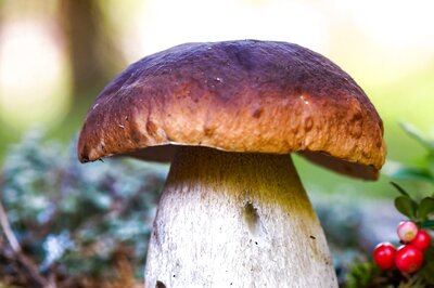 Assam: 13 People Die After Consuming Wild Mushrooms, Several Under Observation