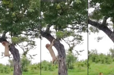 Watch: Lion Climbs The Tree To Feast On Prey, Here's What Happened Next