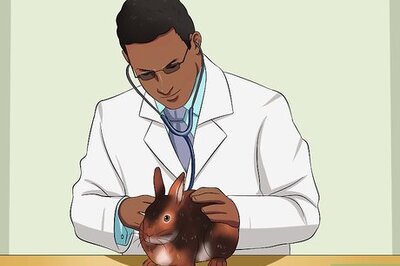 How to Care For an Elderly Rabbit
