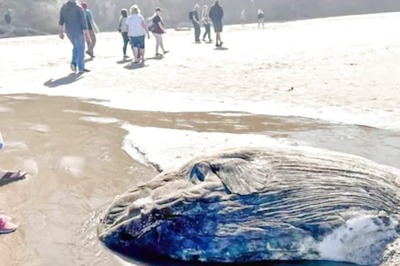 Strange Creature Spotted At USA’s Oregon Beach. Locals Mistake It For ‘Alien’