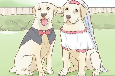 How to Host a Dog Wedding