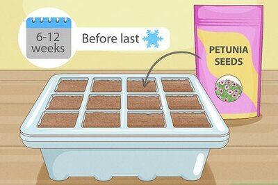 How to Plant Seeds in a Basic Seed Tray