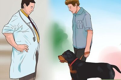 How to Be a Good Dog Owner