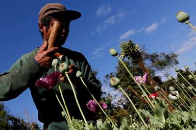 Opinion | Myanmar Catapulted as World’s Numero Uno in Opium Production: What it Means for India