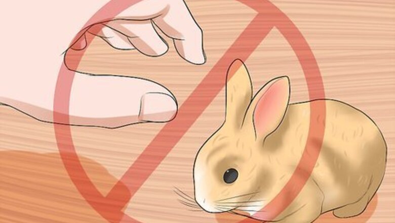 How to Hold Your Mini Lops